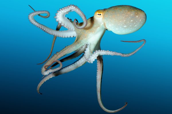 Kraken даркнет рынок