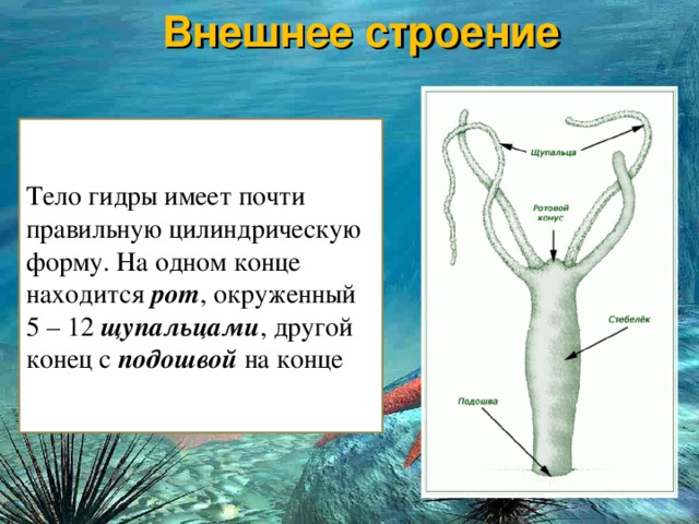 Ссылка на кракен тор